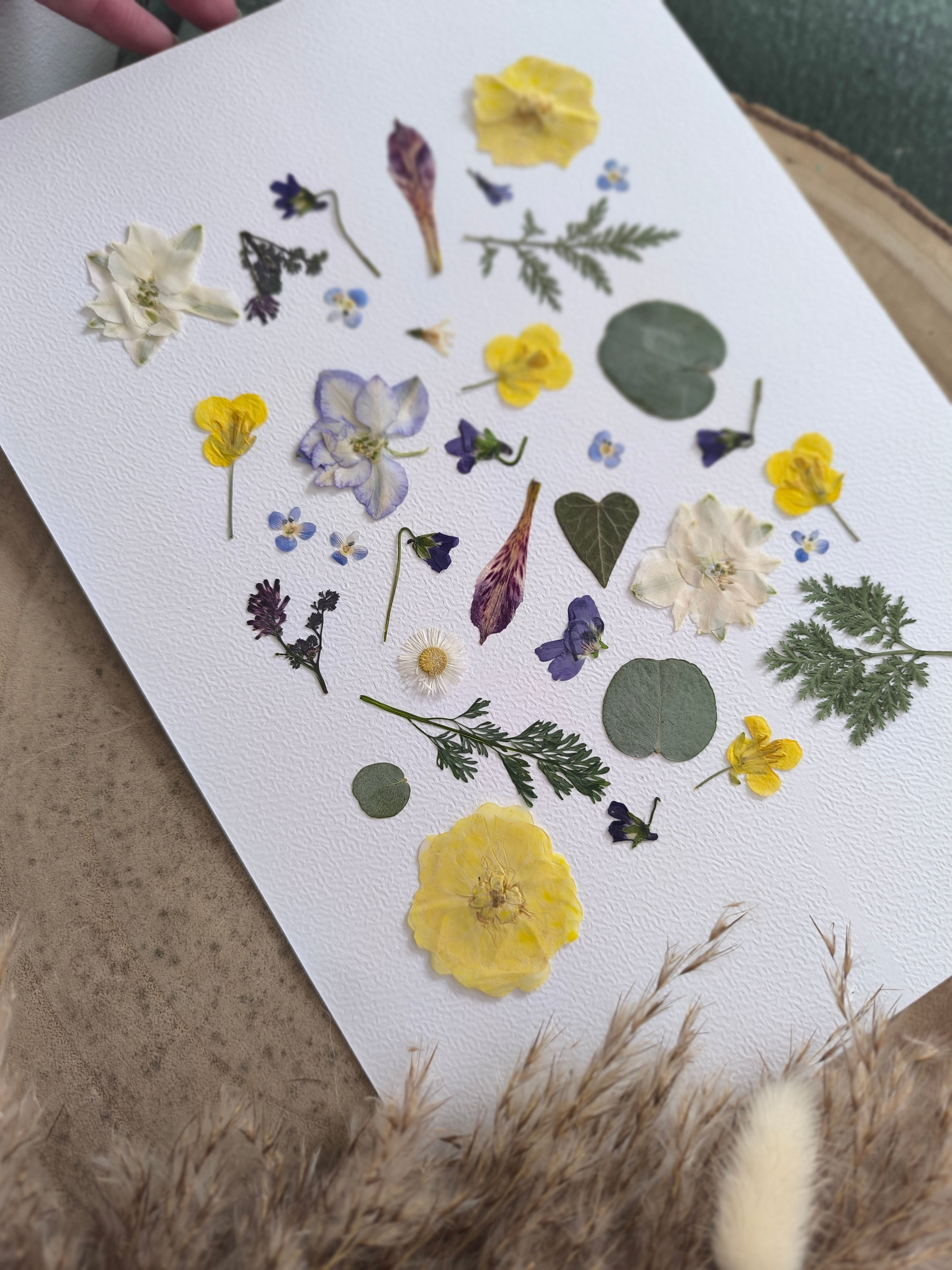 Herbier printanier en fleurs séchées pressées – La Fabrique de Lucile