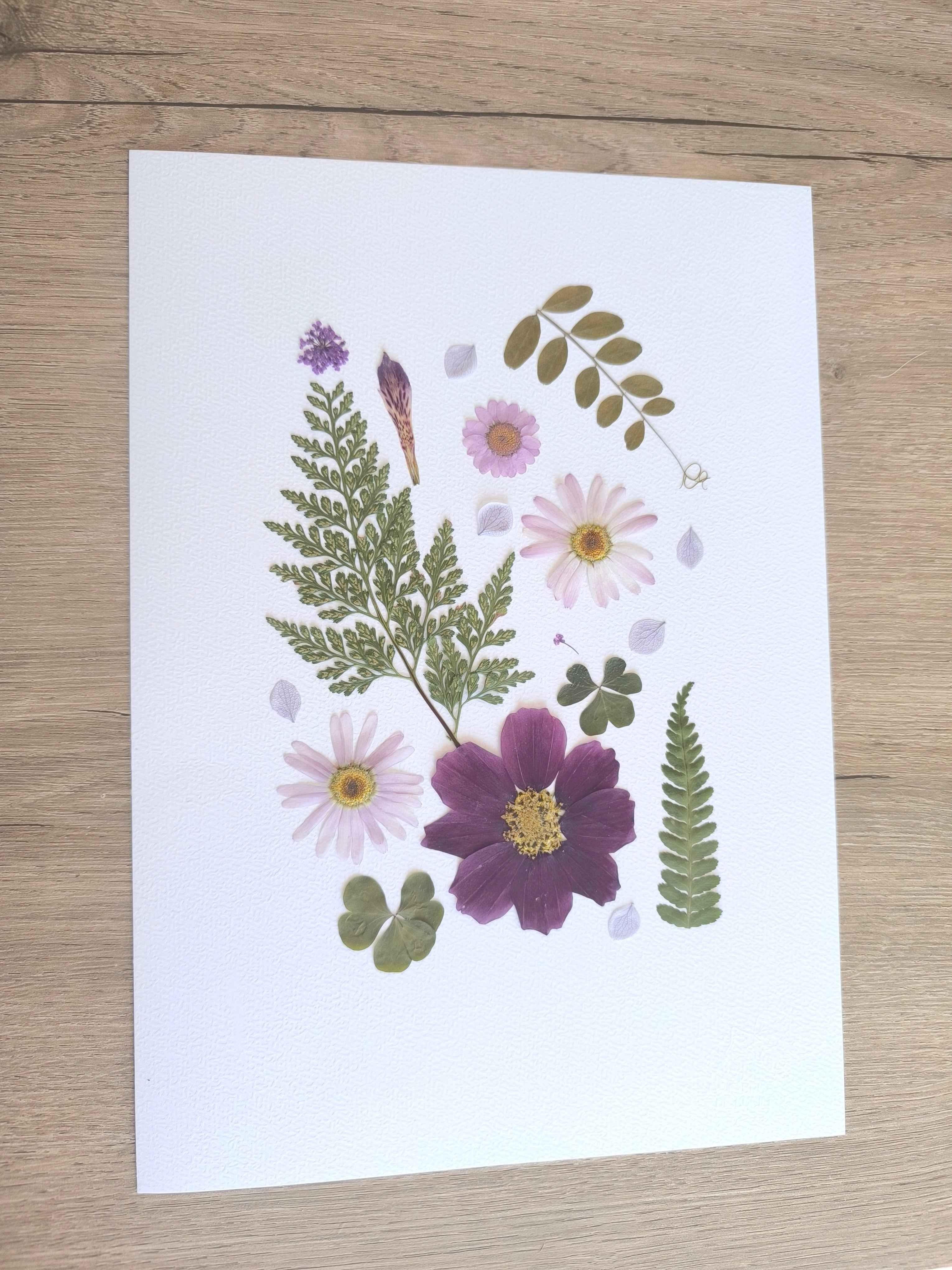 Herbier de fleurs séchées artisanales avec cosmos, fougères et trèfles sur papier blanc