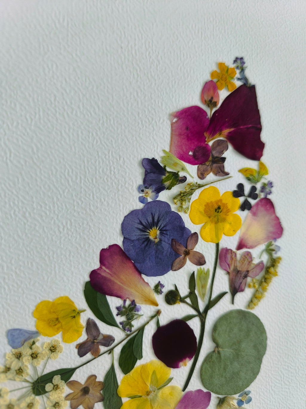 Herbier fleurs pressées Ardèche - vue détail - La Fabrique de Lucile