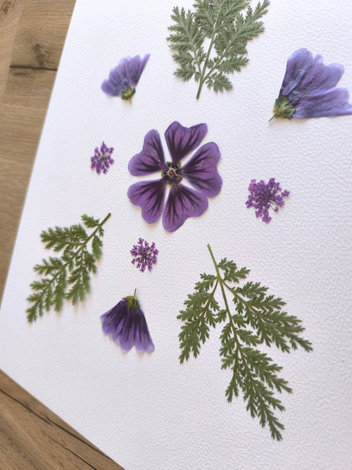 herbier cadre mauve fleurs séchées