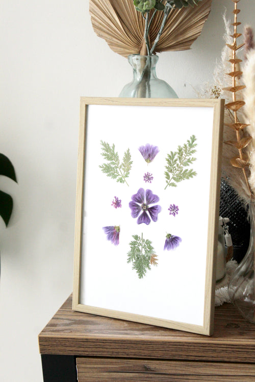 herbier cadre mauve fleurs séchées