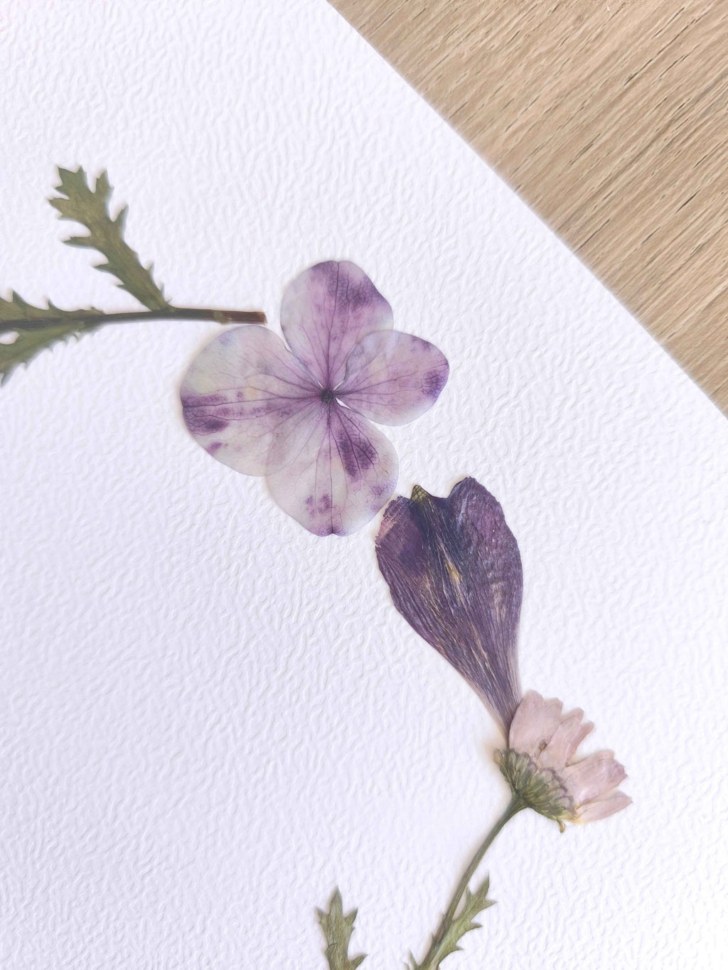 herbier couronne lys des incas hortensia