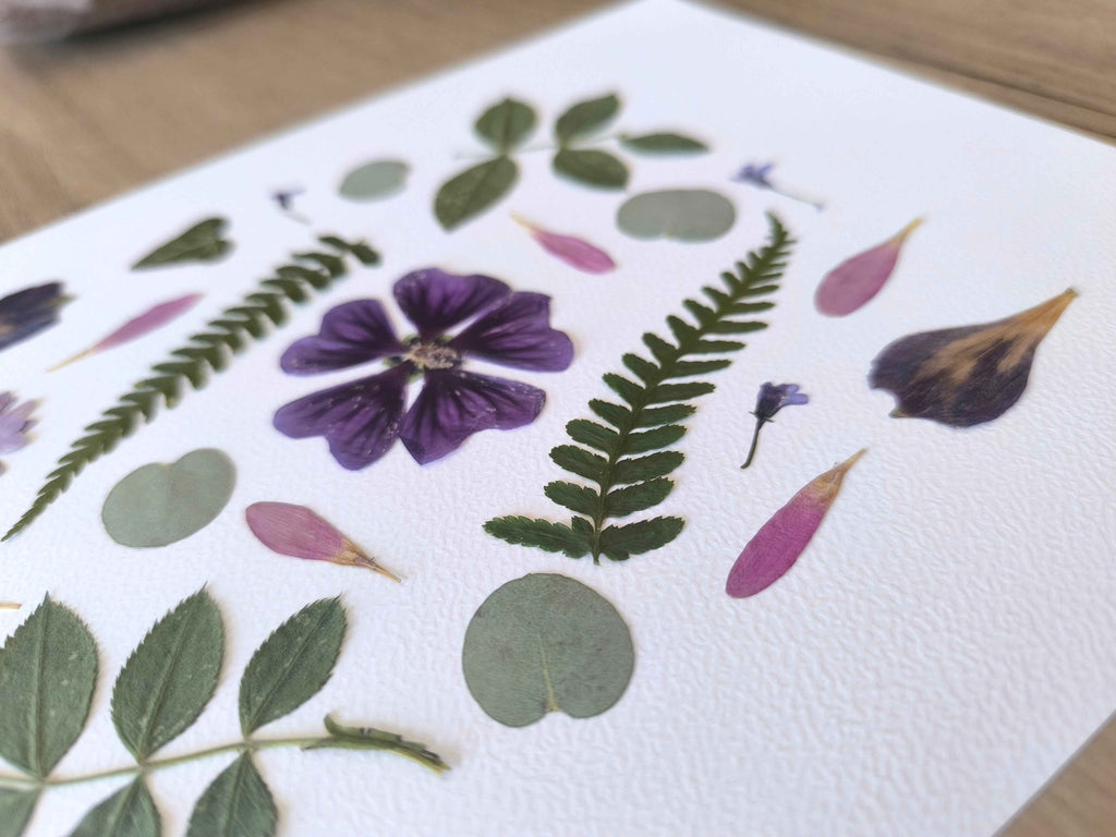 herbier fleurs séchées feuilles