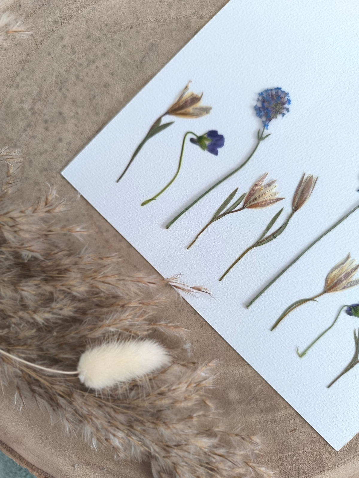 herbier paysage fleurs séchées
