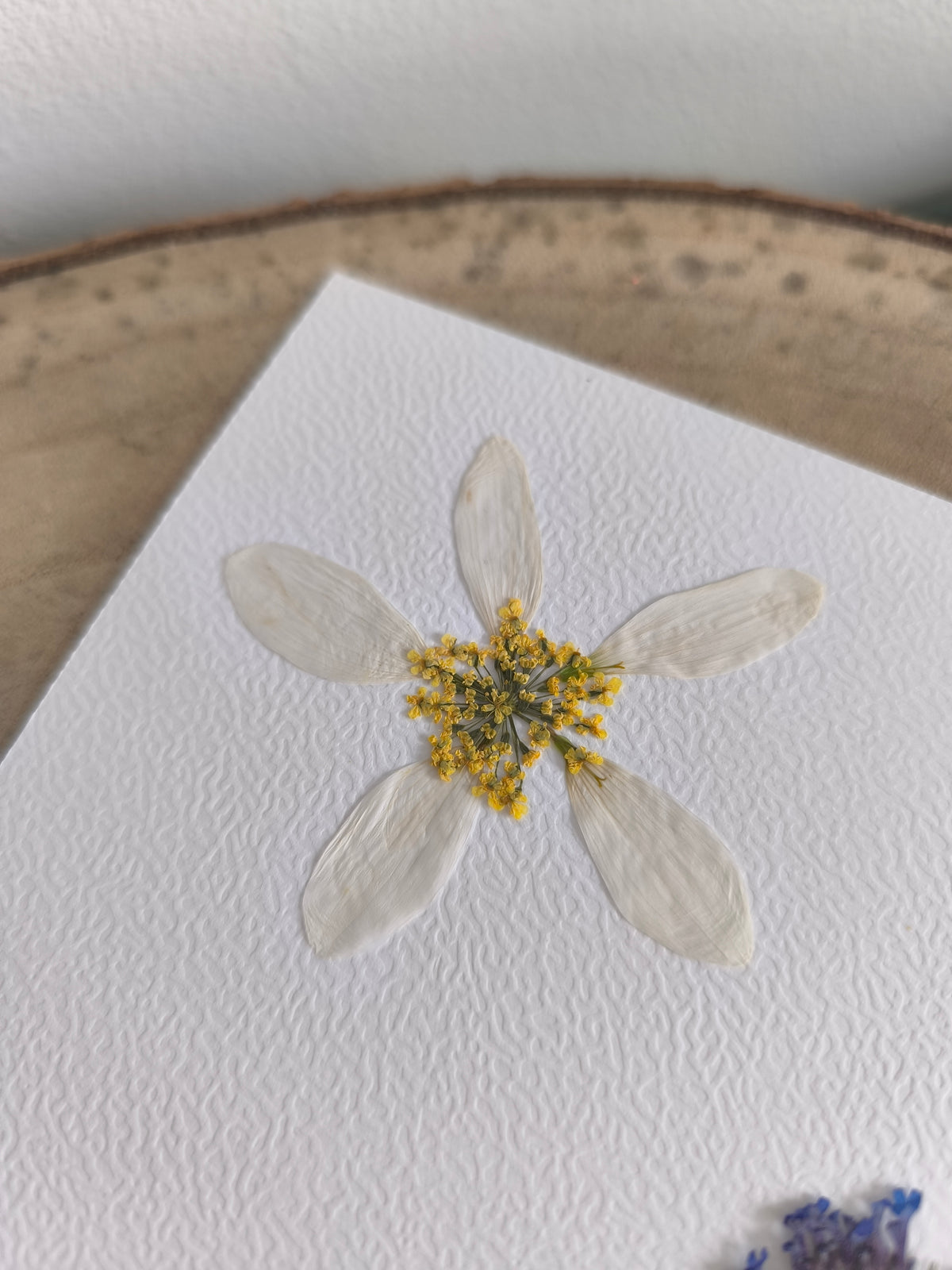 herbier paysage fleurs séchées