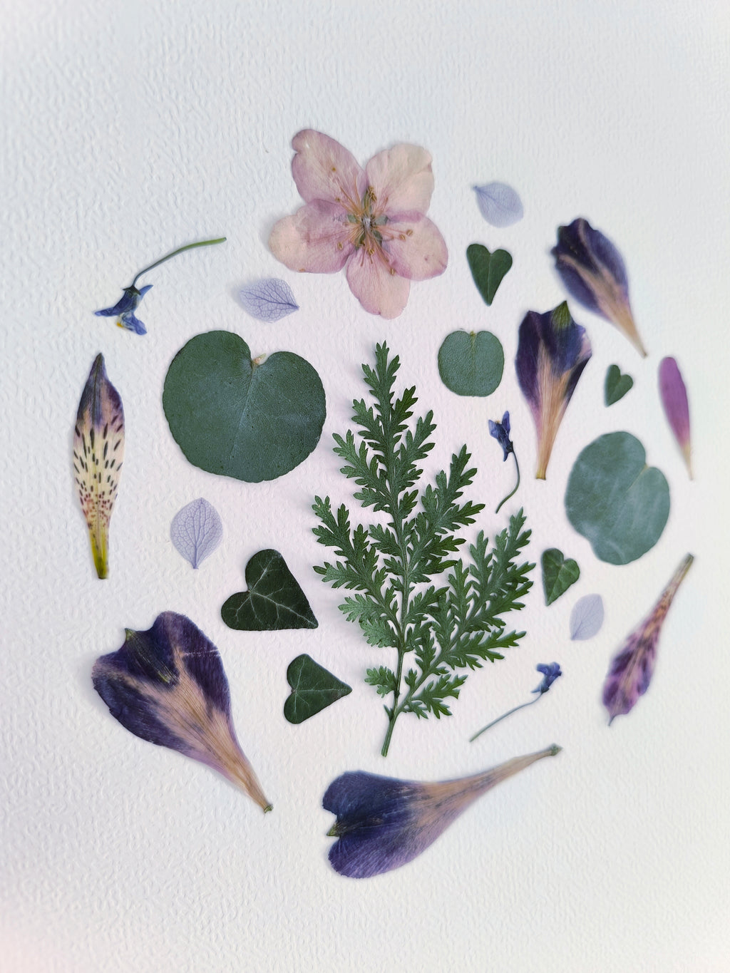 herbier rond fleurs nature