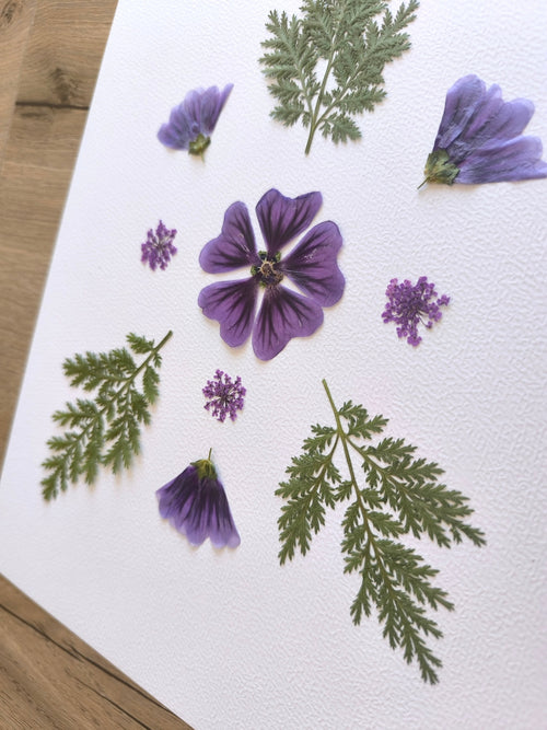 Herbier - Mauve des bois