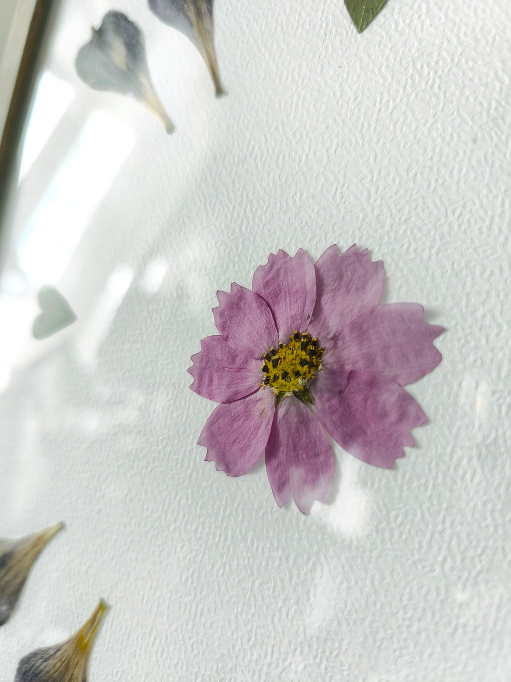 Herbier  - Lys des incas et cosmos