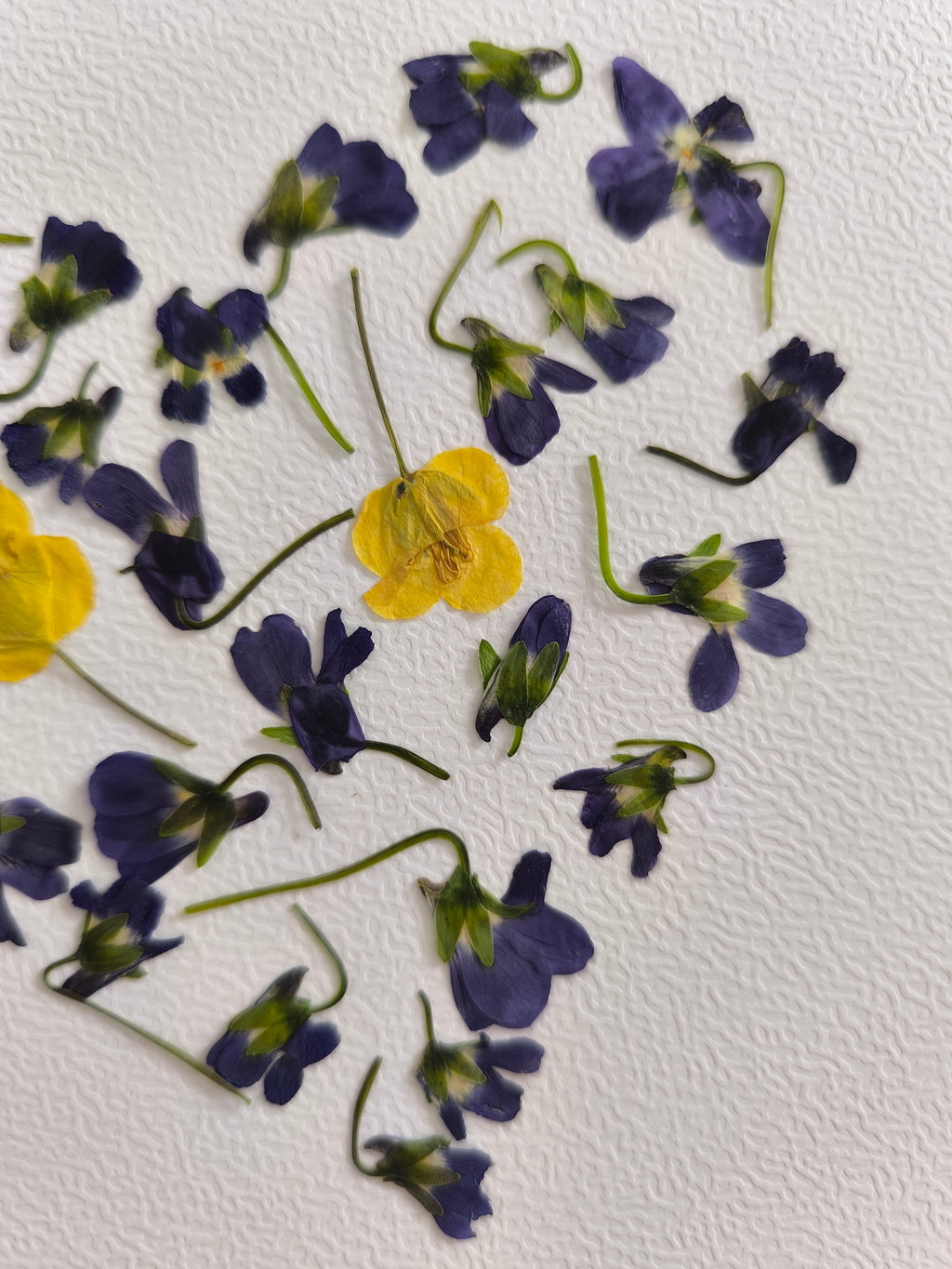 Herbier cœur en fleurs pressées – Cœur de Violettes