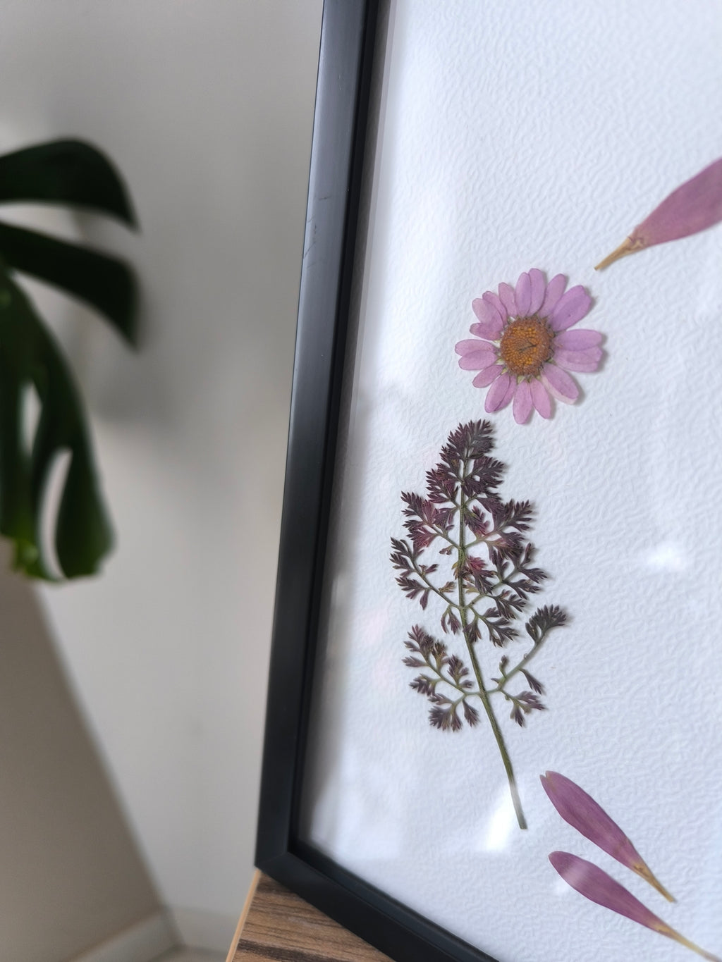 Herbier pétales Gerbera